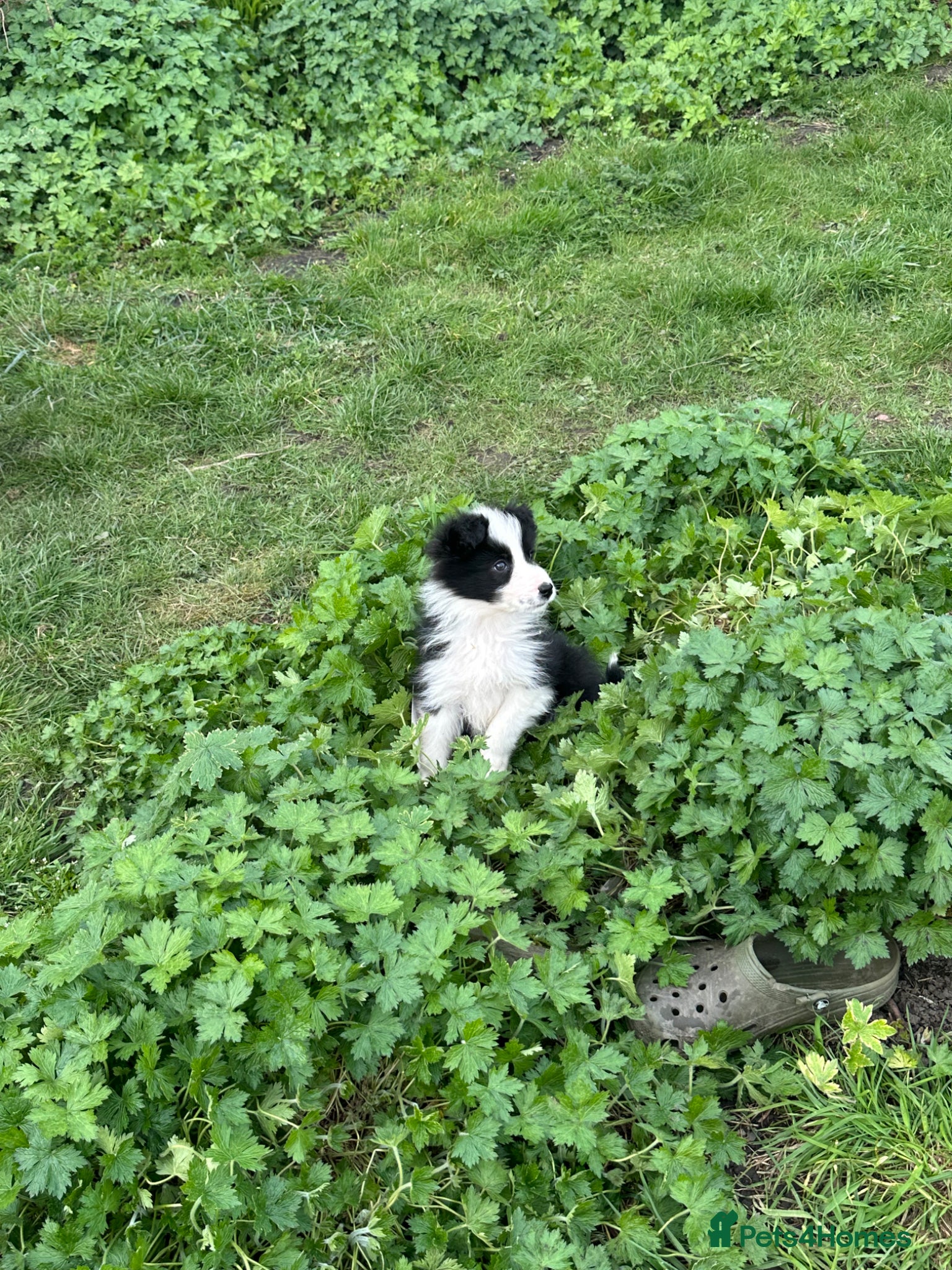 Border Collie dogs Stunning border collie puppies  - Advert 3