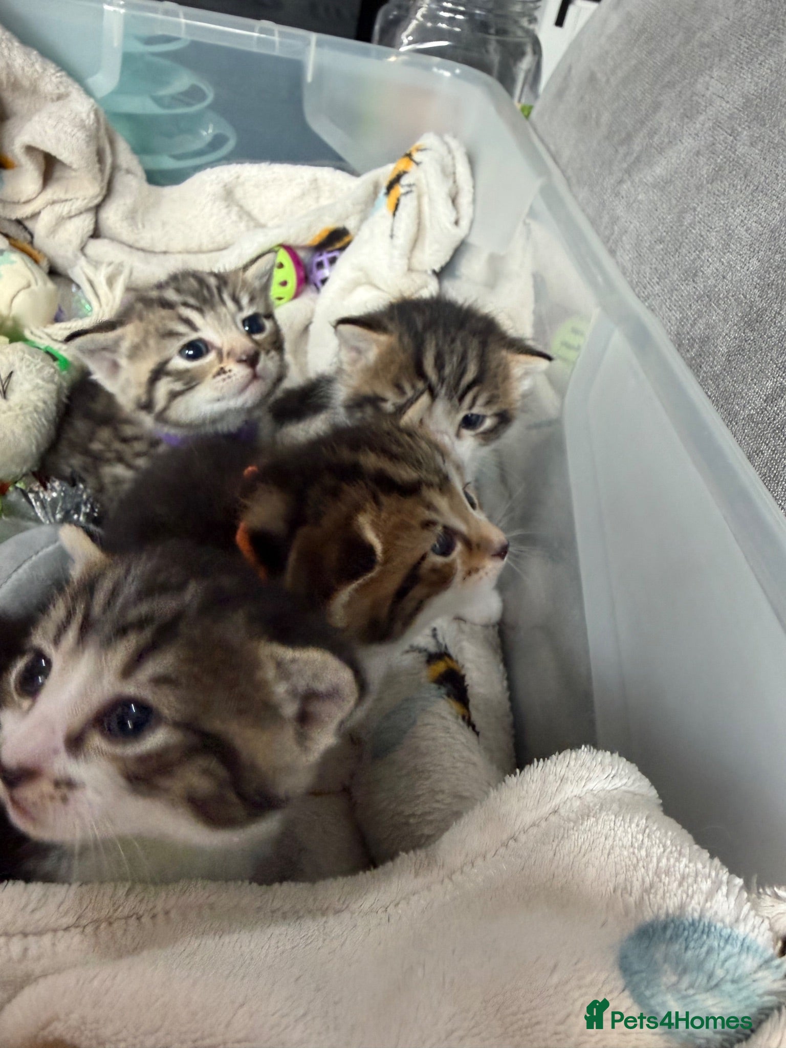 Mixed Breed cats Beautiful kittens and Mummy - Advert 18