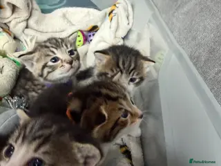 Mixed Breed cats Beautiful kittens and Mummy - Advert 3