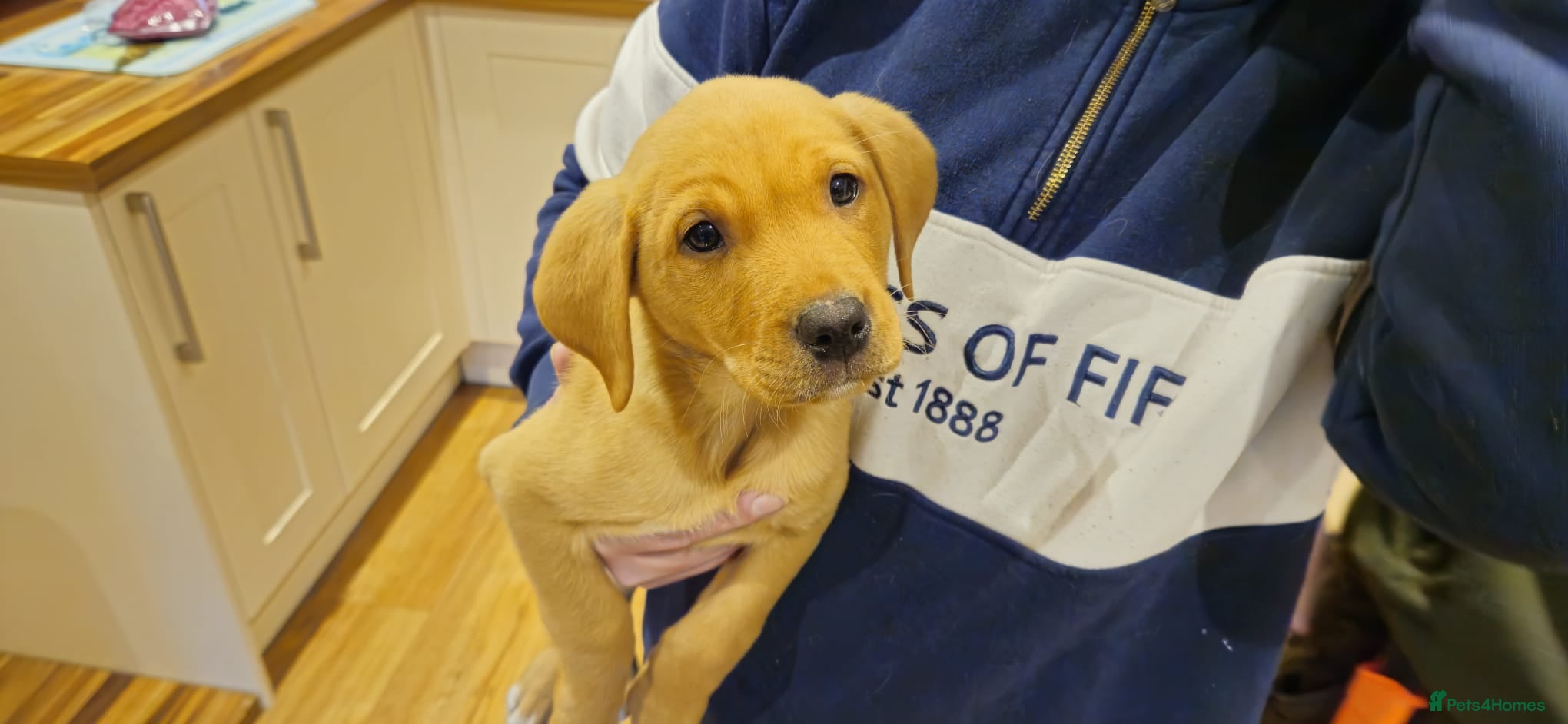 Labrador Retriever dogs KC Registered yellow/Red Labrador Puppies - Advert 4