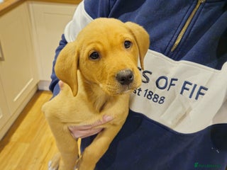 Labrador Retriever dogs KC Registered yellow/Red Labrador Puppies - Advert 15