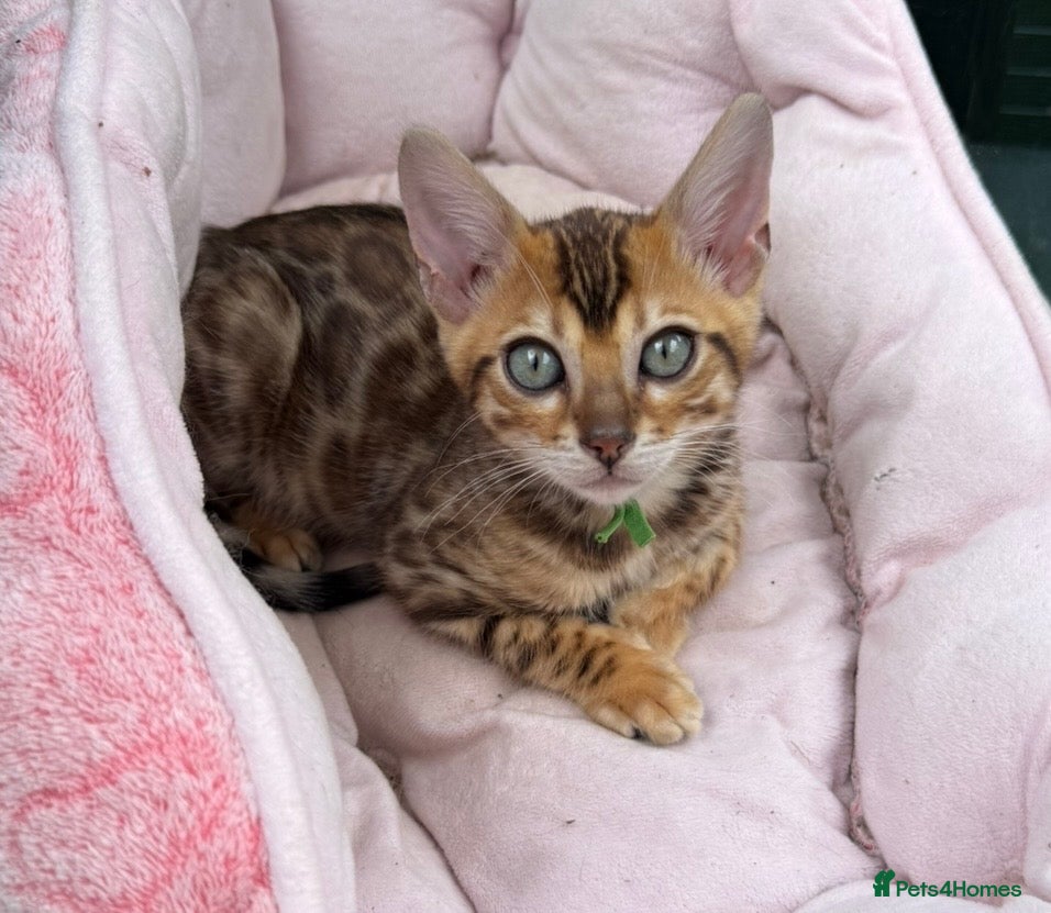 Bengal cats Beautiful 😻 Bengal Kittens ❤️ - Advert 2