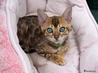 Bengal cats Beautiful 😻 Bengal Kittens ❤️ - Advert 2