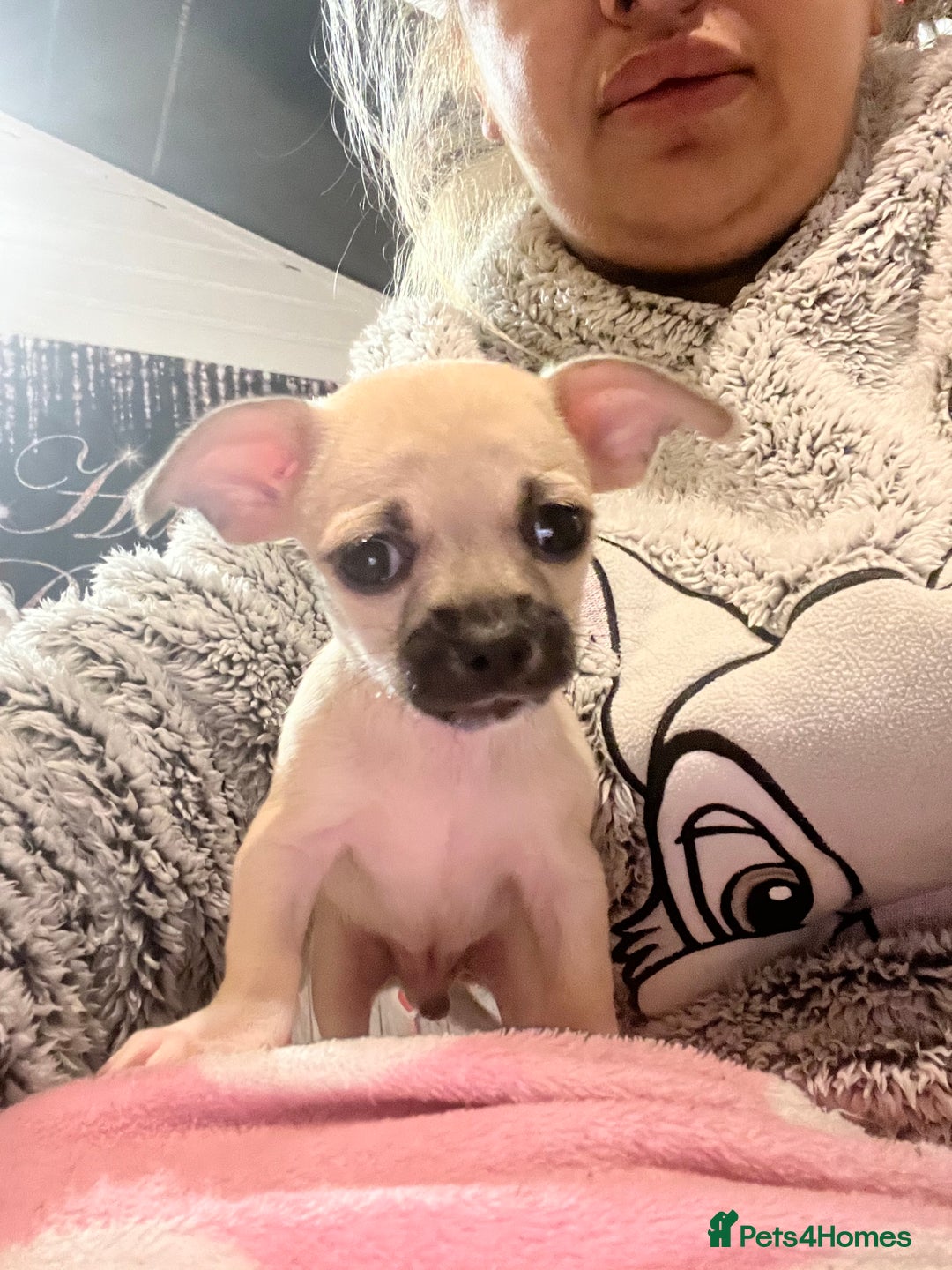Chihuahua dogs for sale: Beautiful short hair chihuahua  - Advert 13