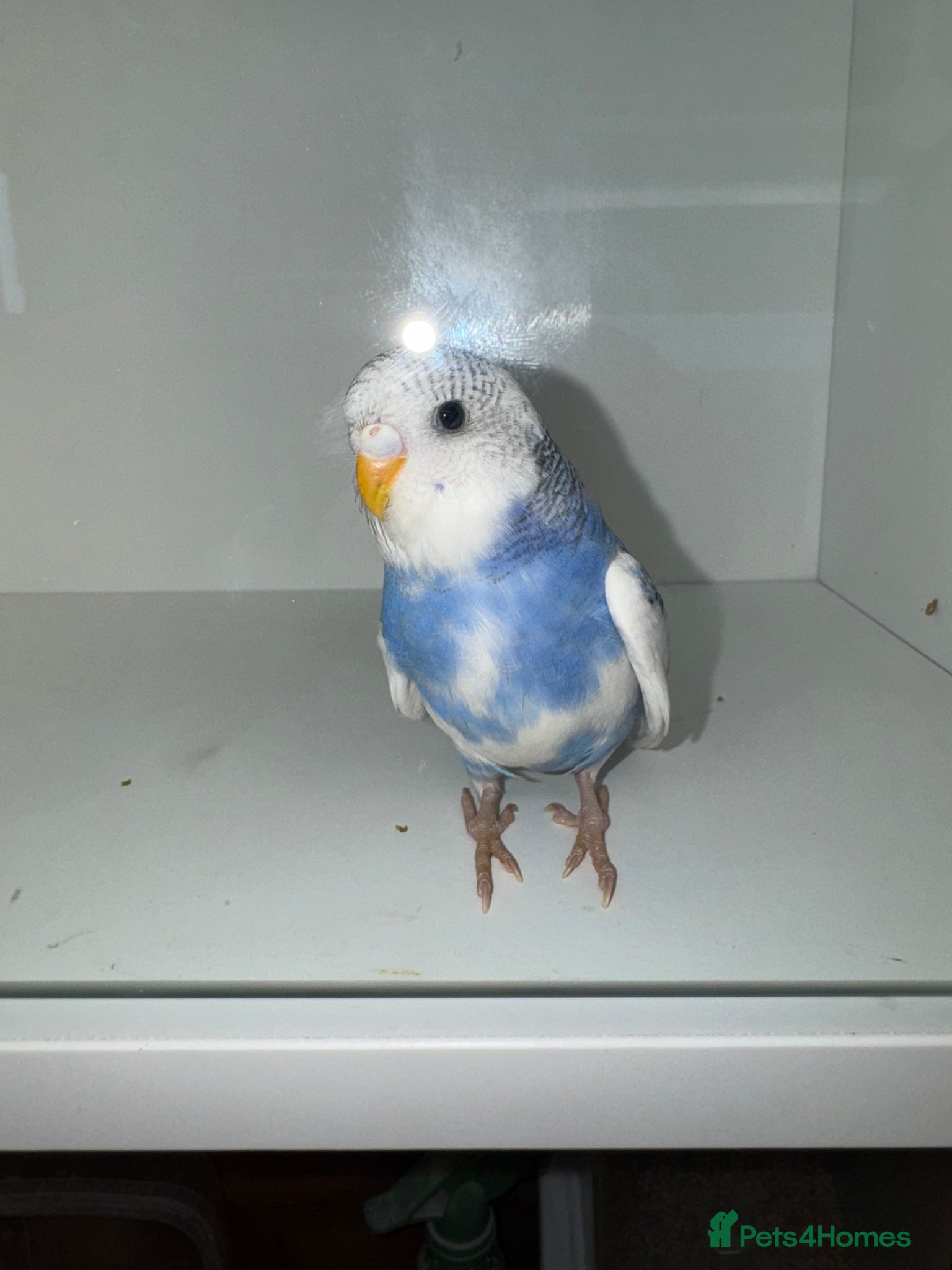 Budgerigars birds Beautiful Baby budgies for sale - Advert 1