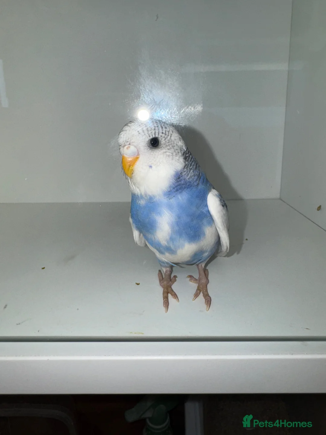 Budgerigars birds for sale: Beautiful Baby budgies for sale in Accrington - Advert 1