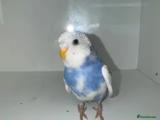 Budgerigars birds Beautiful Baby budgies for sale - Advert 11