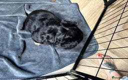French Bulldog dogs for sale: Beautiful Black and Tan Fluffy Frenchbulldog - Image 2