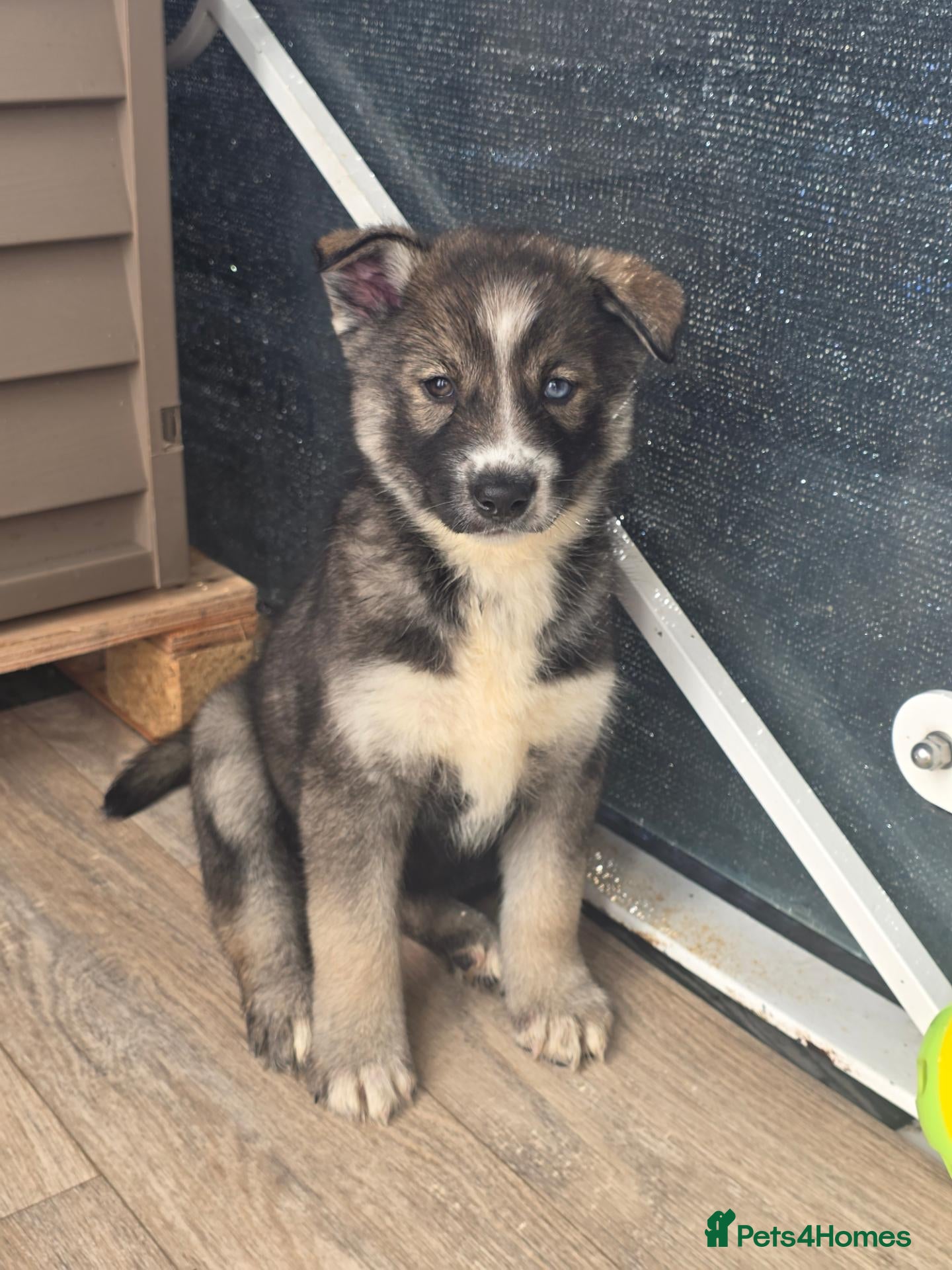 Siberian Husky dogs for sale: Pedigree Husky pups - Advert 2