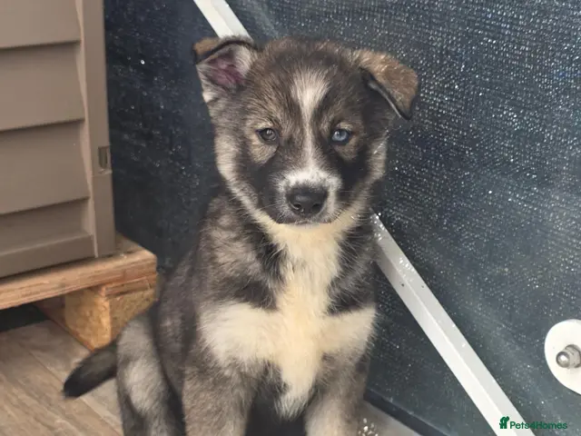 Siberian Husky dogs for sale: Pedigree Husky pups - Advert 2