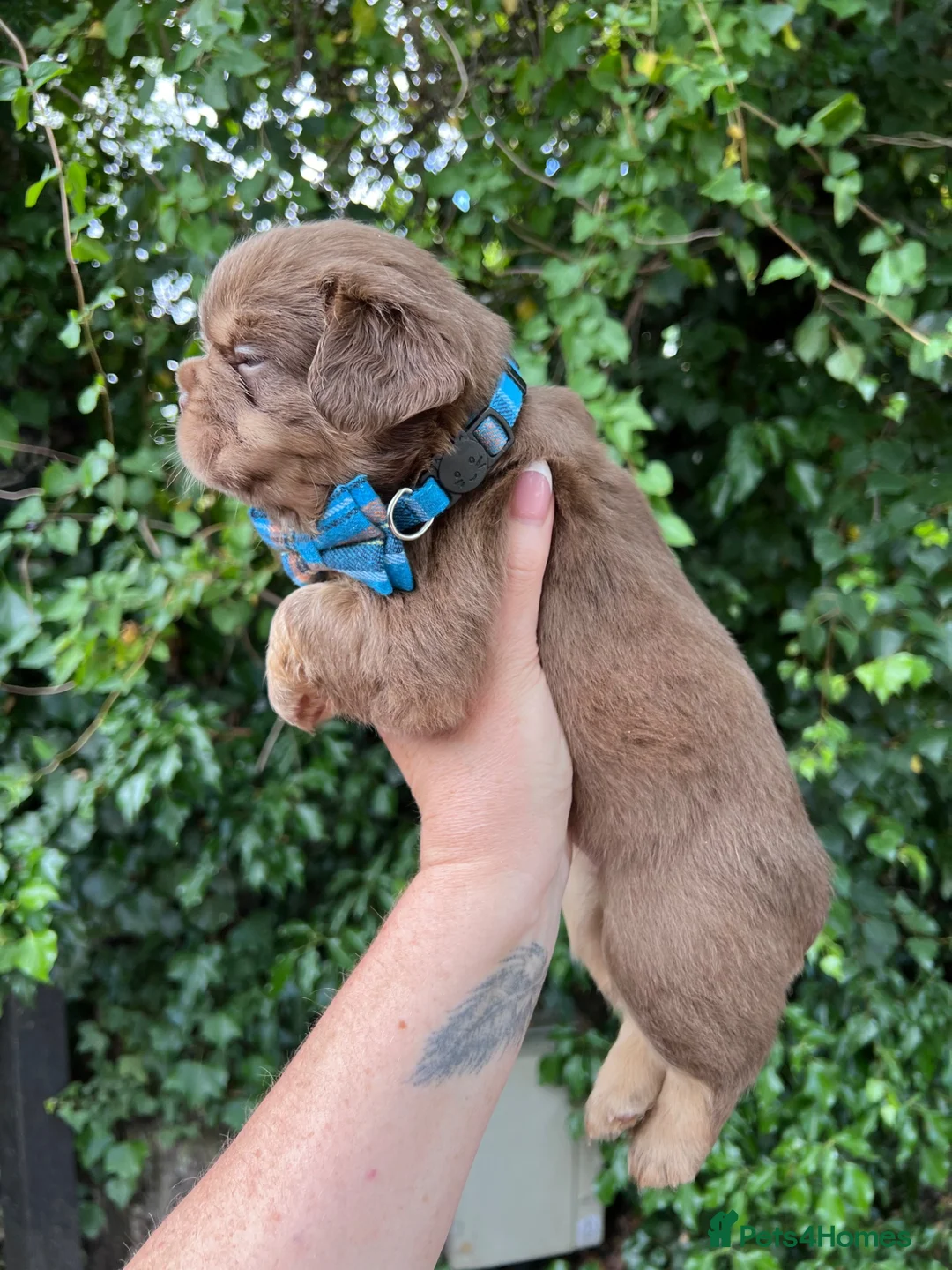 French Bulldog dogs for sale: BEAUTIFUL FLUFFY FRENCH BULLDOG PUPPIES - Advert 2