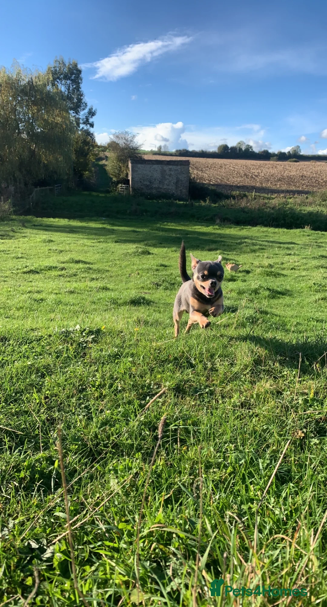 Chihuahua dogs for stud: Chihuahua stud (Romeo) in Sherborne - Advert 3