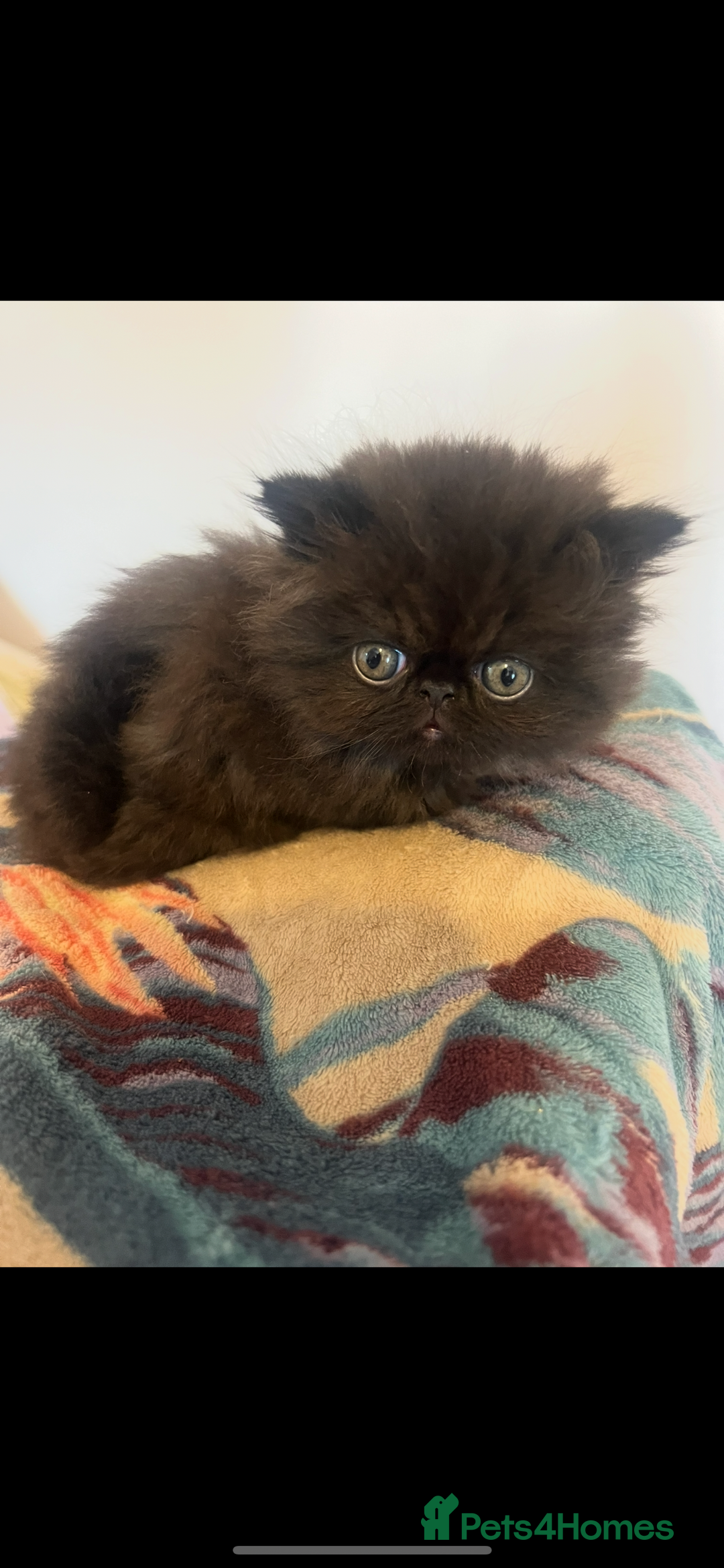 Persian cats for sale: Stunning Black Smoke GCCF Active ** Persians - Image 2