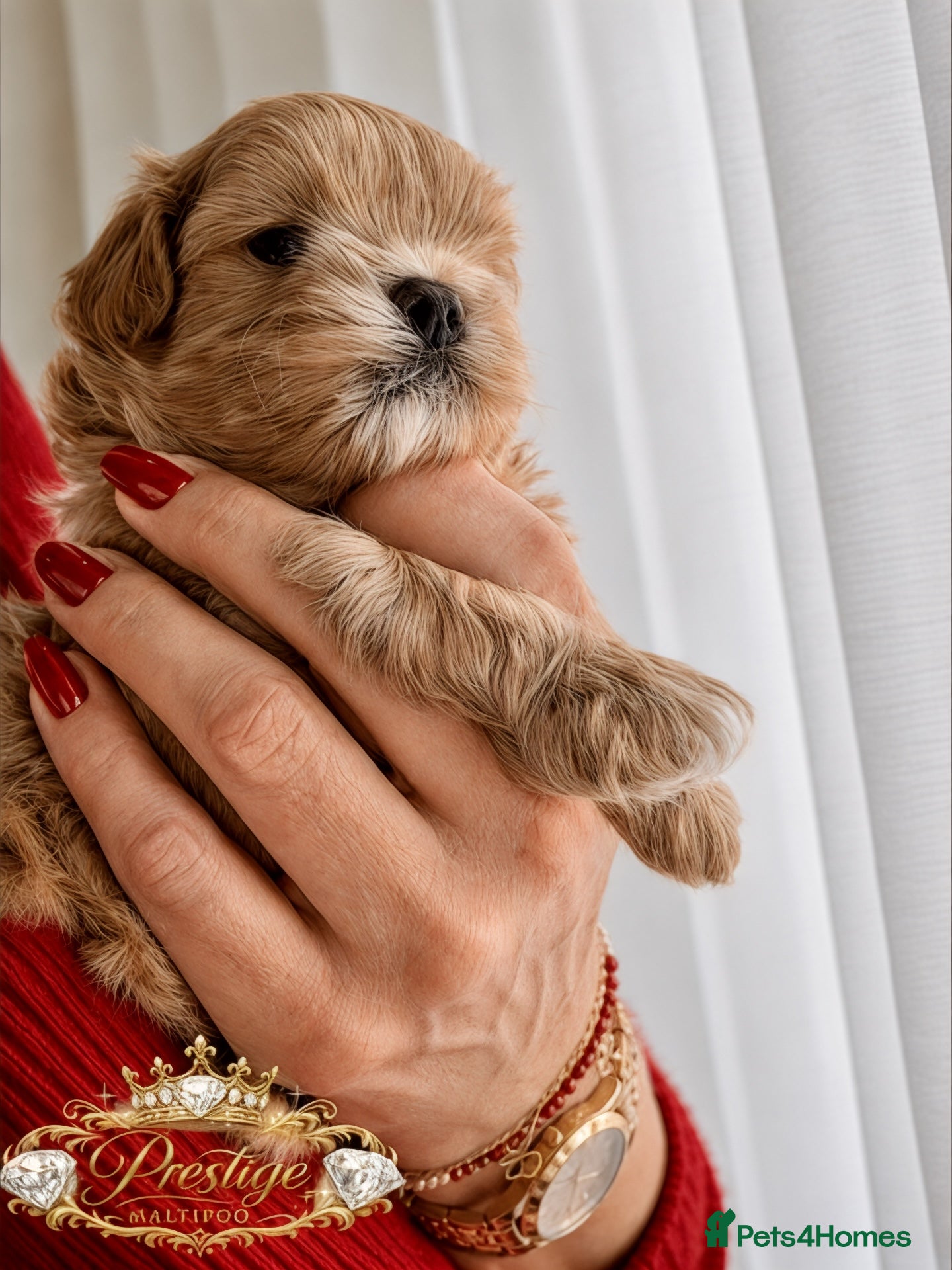 Maltipoo dogs 💎 Prestige Luxury Maltipoo DNA Tested  Parents 💎 - Advert 4