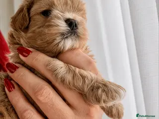 Maltipoo dogs 💎 Prestige Luxury Maltipoo DNA Tested Parents 💎 - Advert 4