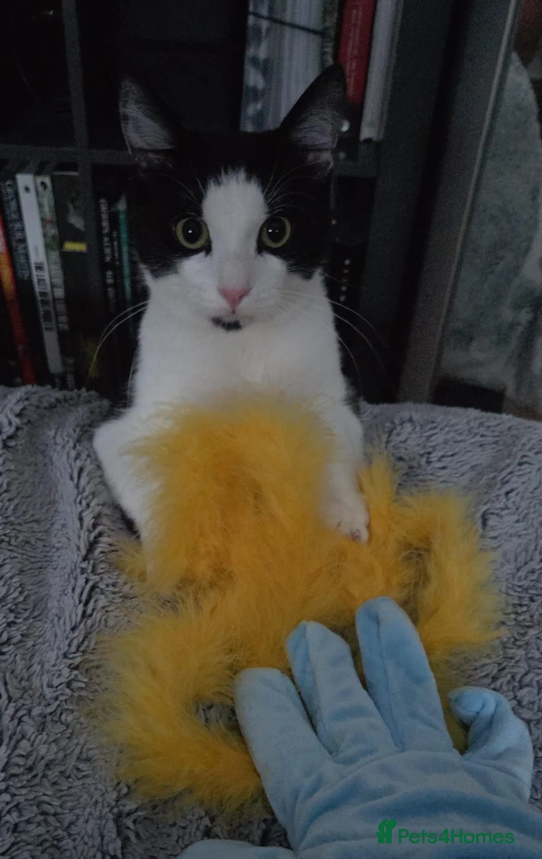Mixed Breed cats for sale: Tuxedo Male - Advert 2