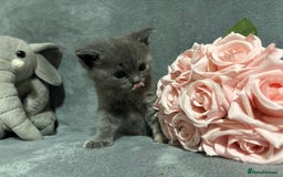 Mixed Breed cats for sale: Ragdoll mixed kittens Grey. Tabby. Speckled. Black - Advert 26