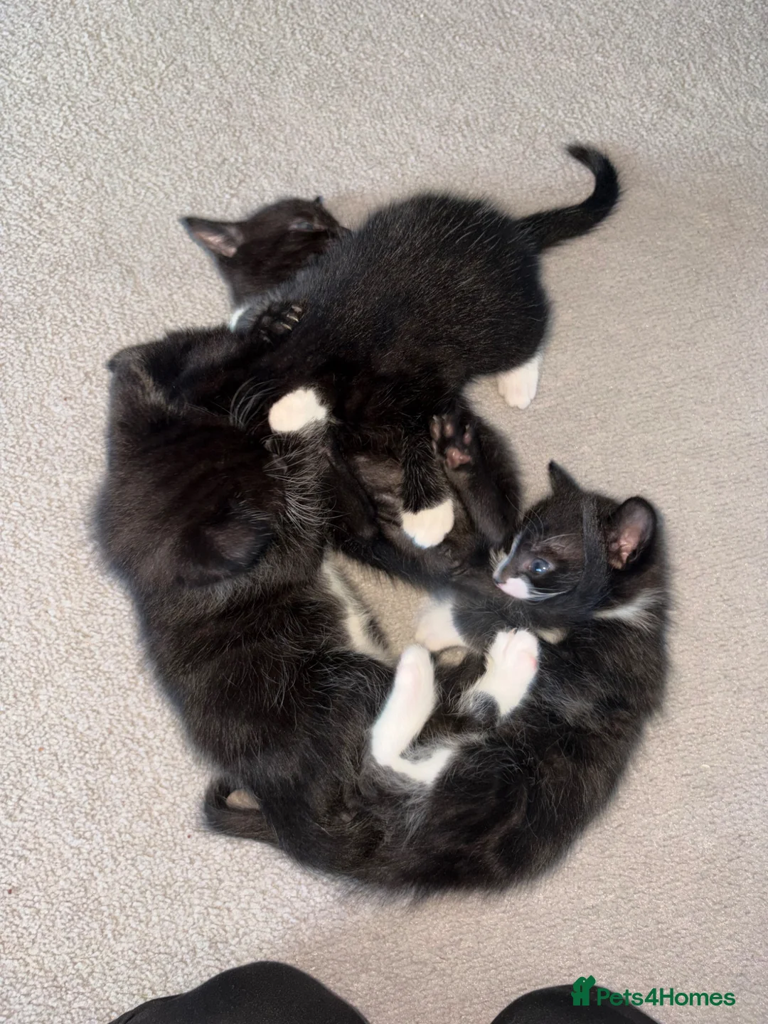 Domestic Shorthair cats for sale: 3 male black/grey kittens  - Advert 13