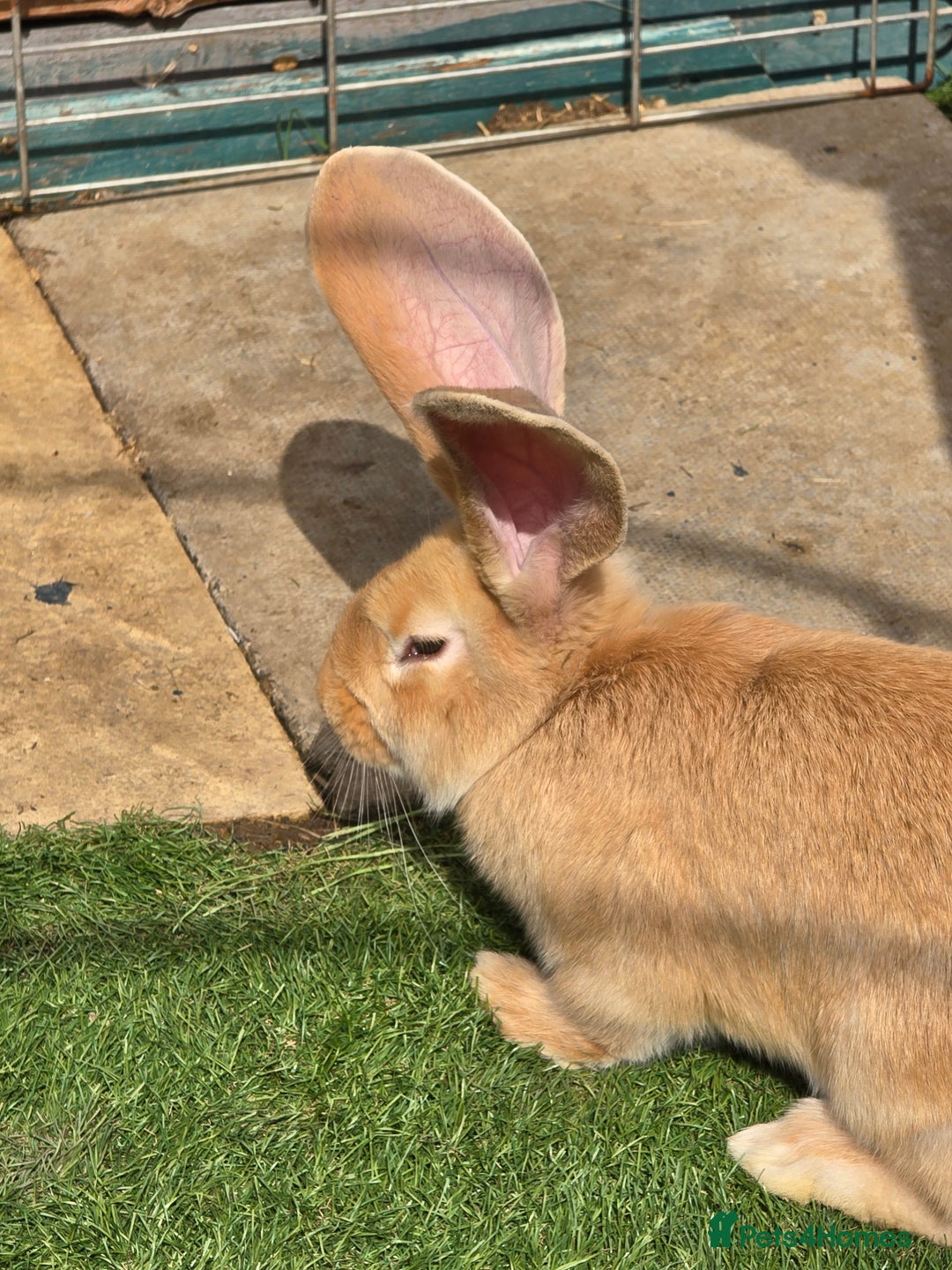 Continental Giant rabbits for sale: Giant Flemish Buck - Image 2