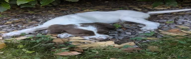 English Springer Spaniel 2