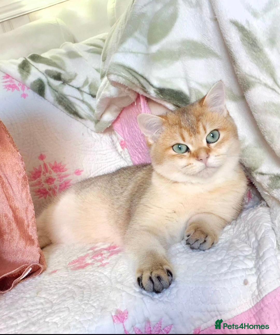British Longhair cats  Tica registered BLH/BSH golden shaded  kittens  - Advert 2