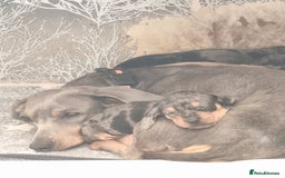 Dachshund dogs for sale: Miniature Dachshund  - Image 2
