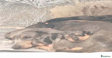 Dachshund dogs - Advert 3