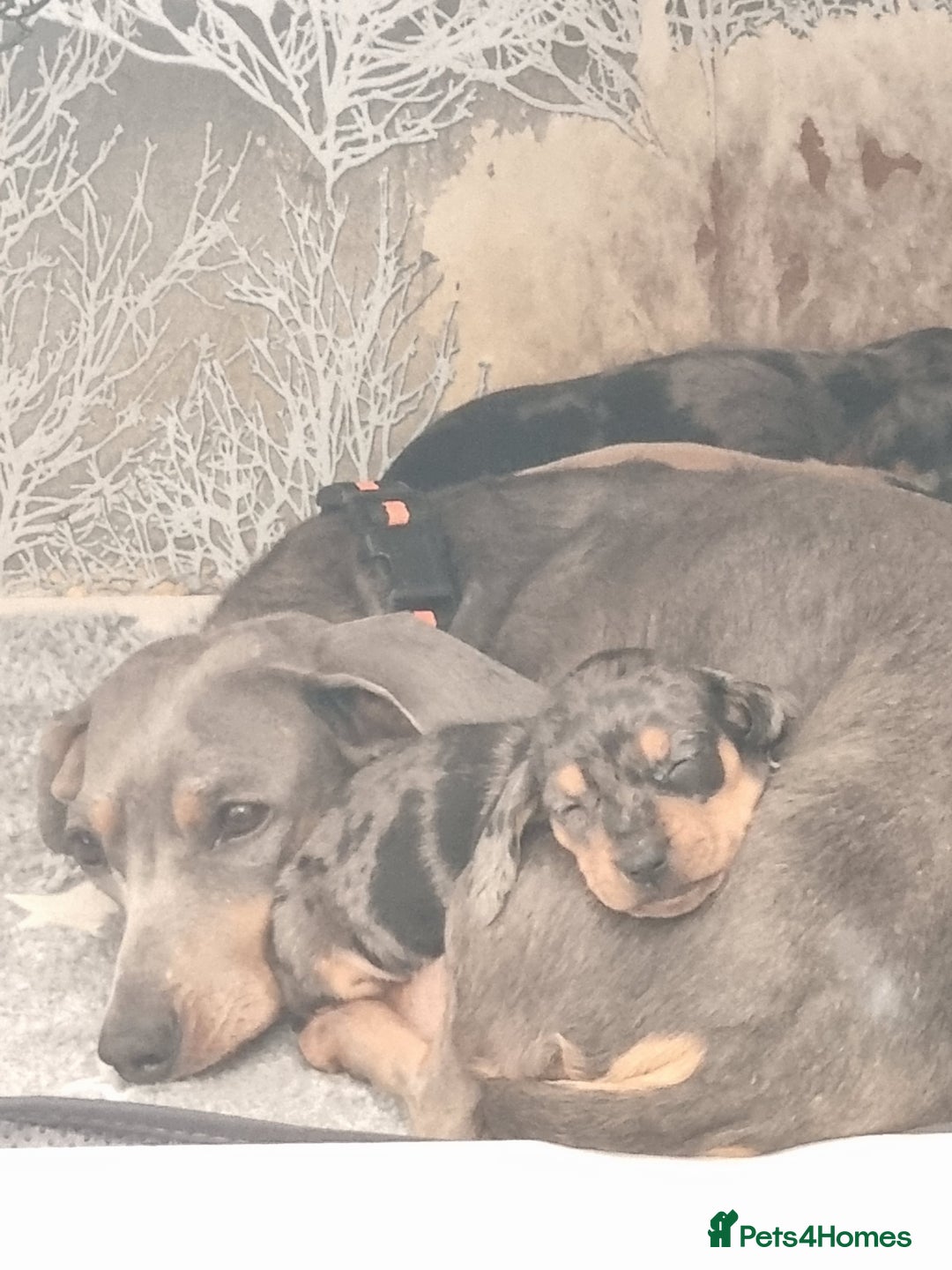 Dachshund dogs for sale: Miniature Dachshund  - Image 2