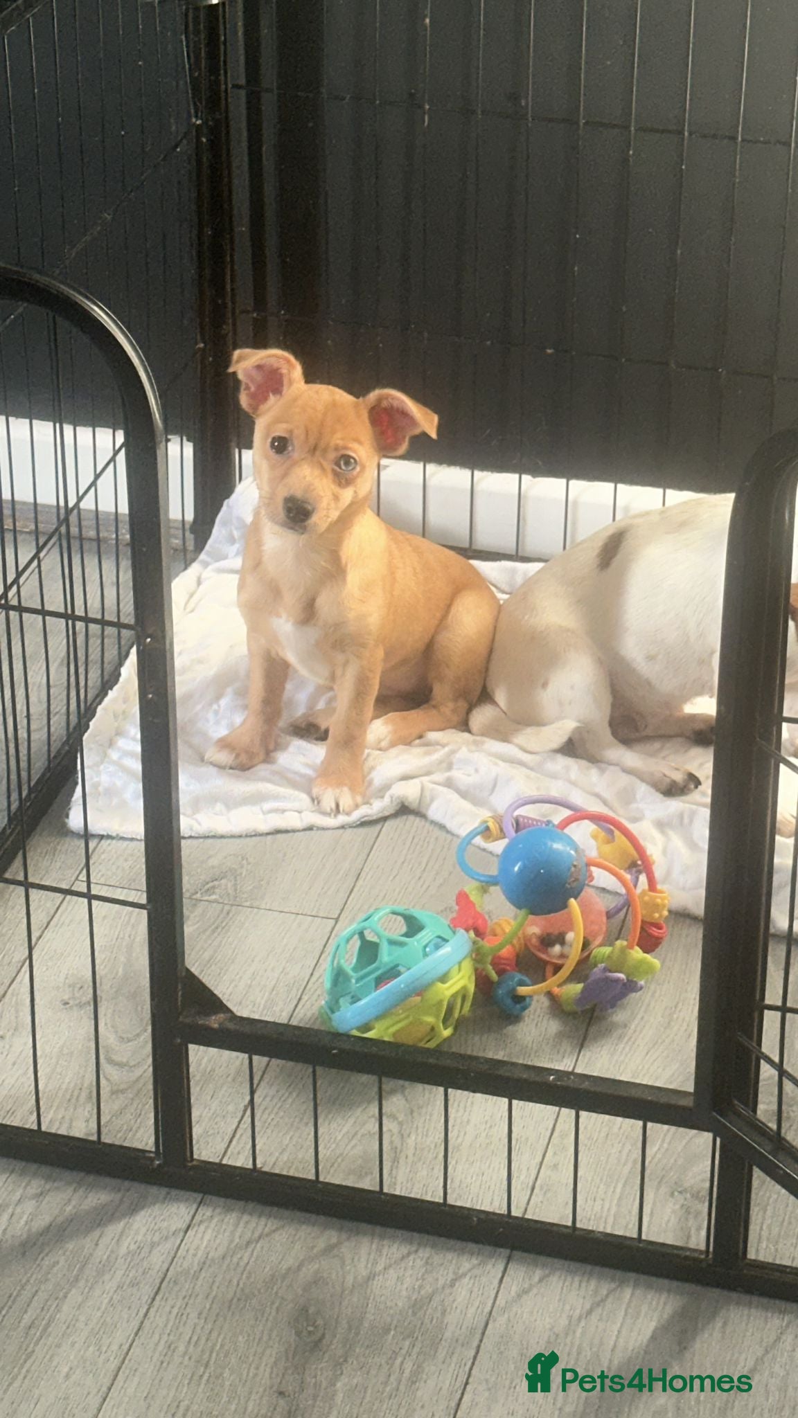 Mixed Breed dogs Light brown girl left to find her forever home - Advert 11