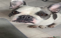 French Bulldog dogs for sale: French Bulldog  - Image 2