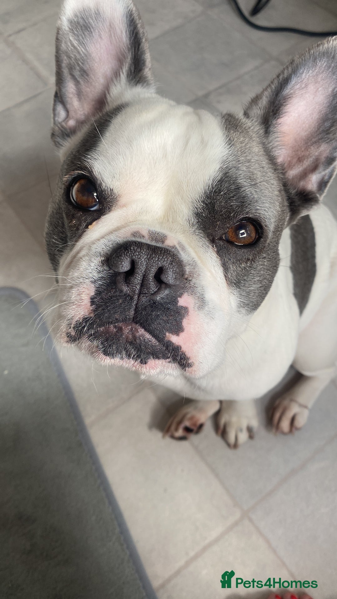 French Bulldog dogs for sale: French Bulldog  - Image 2
