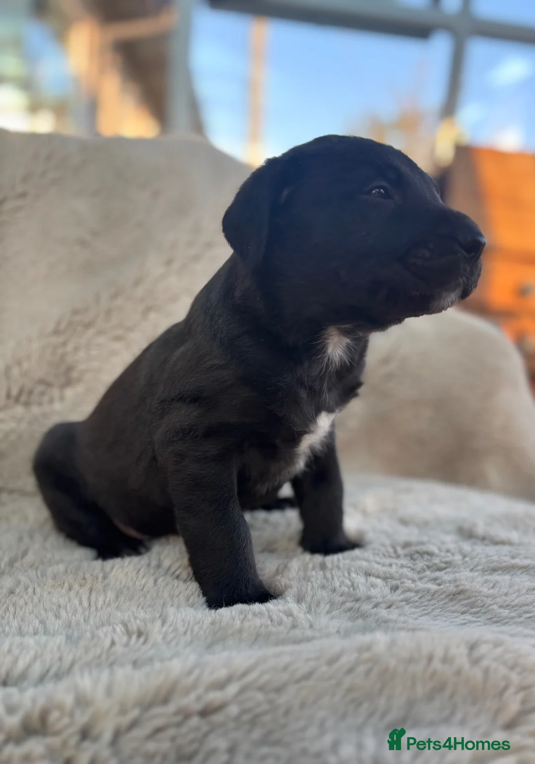 Mixed Breed dogs for sale: Pressa canario x wolfhound  - Advert 2