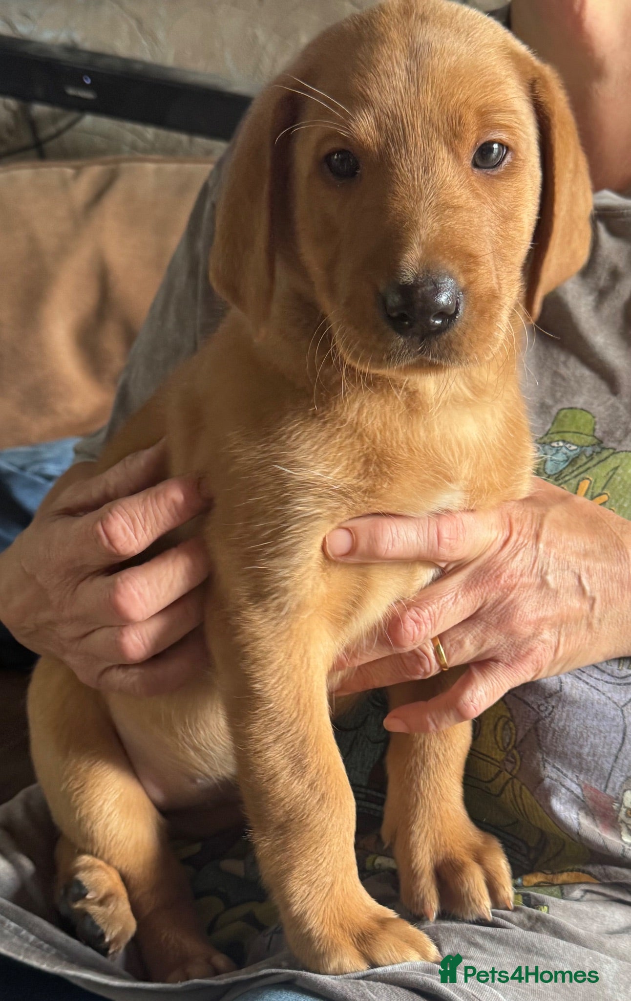 Labrador Retriever dogs Fox red Labradors  - Advert 1