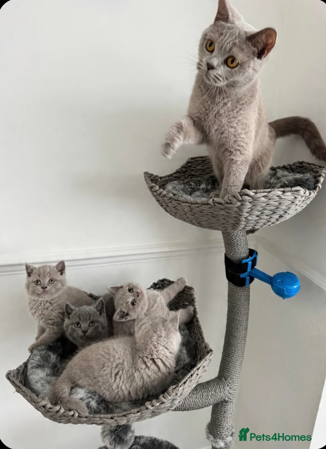 British Shorthair cats for sale: ✨ Beautiful British Shorthair Kittens Available ✨ - Advert 2