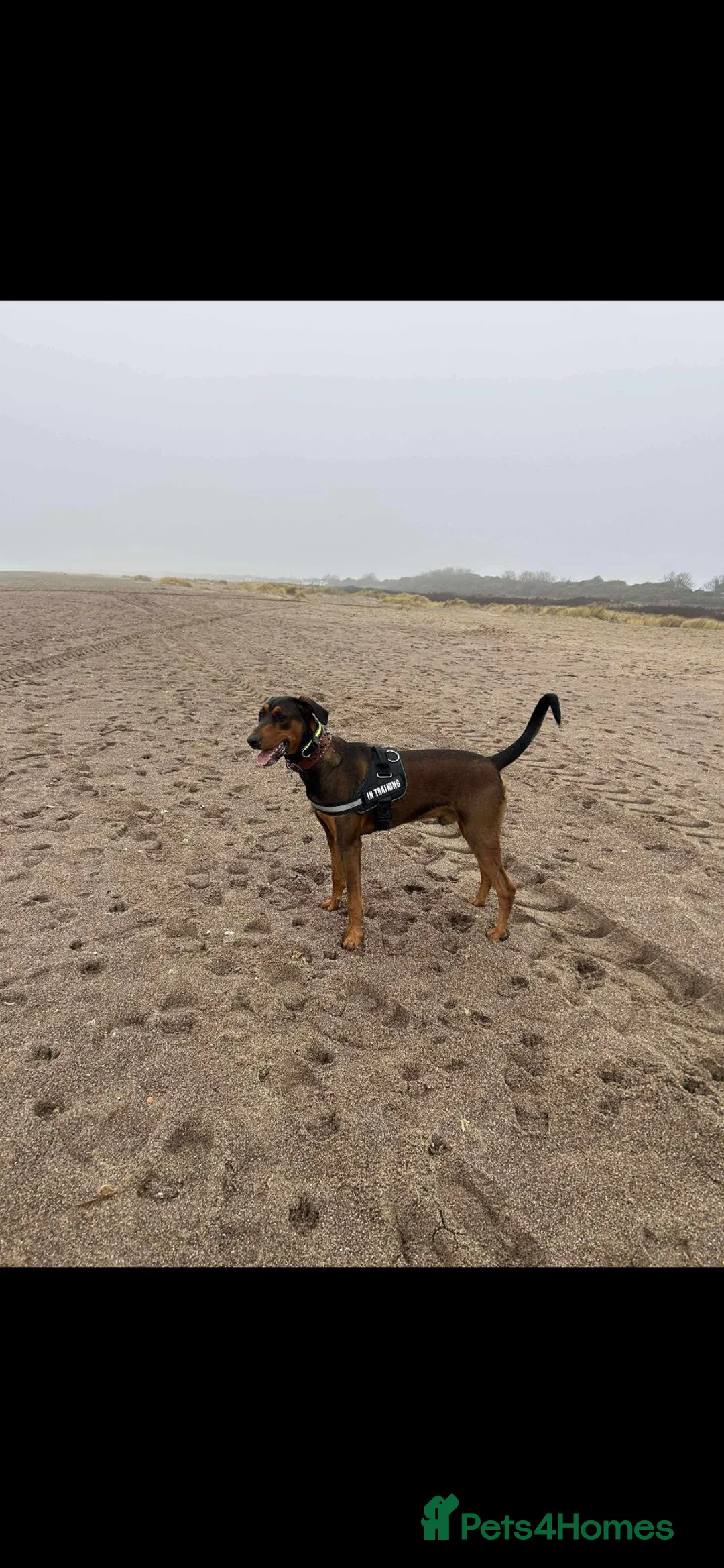 Mixed Breed dogs for sale: Doberman cross puppy  - Advert 2