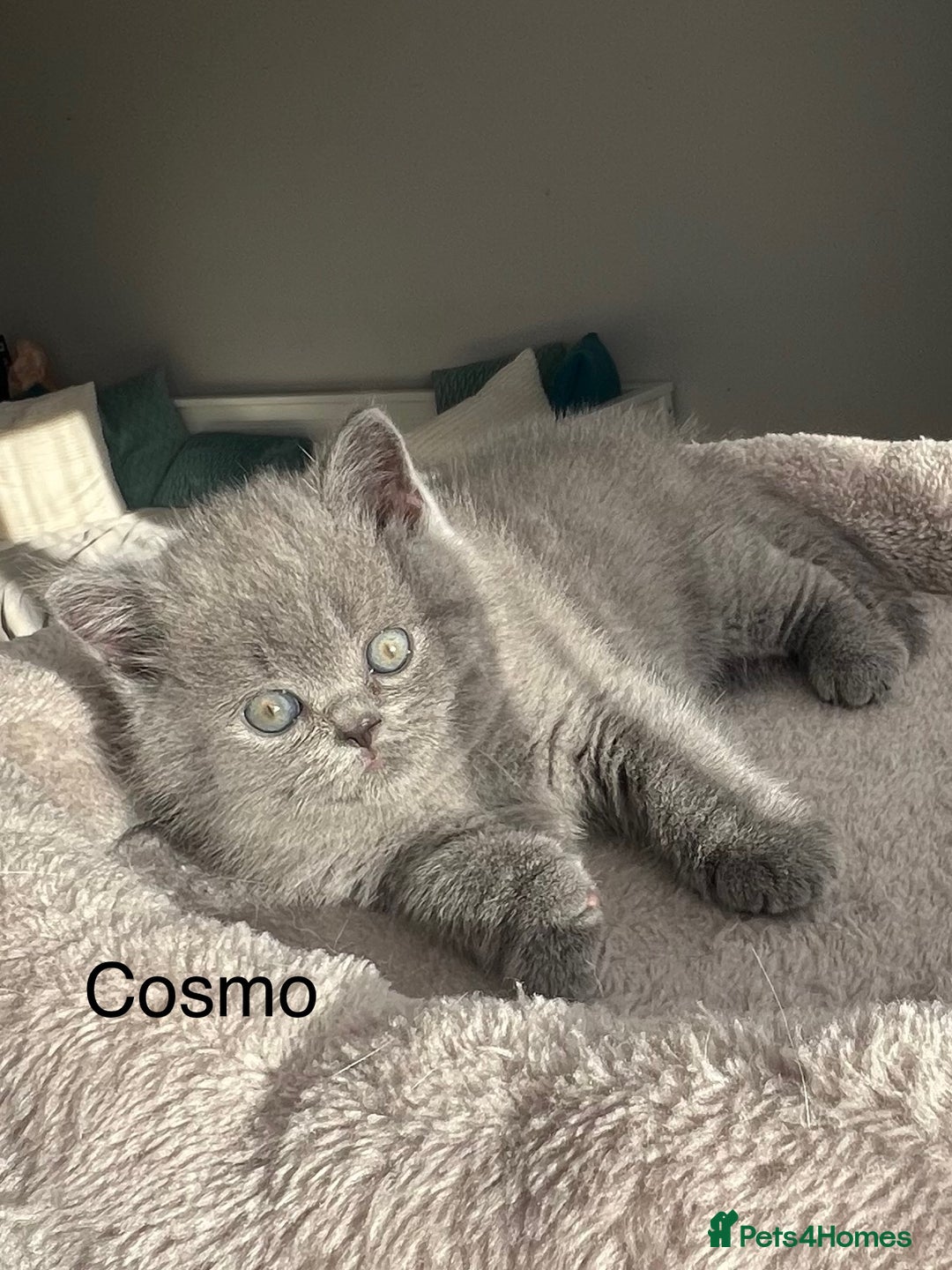British Shorthair cats for sale: GCCF registered British Shorthair kittens  - Advert 17