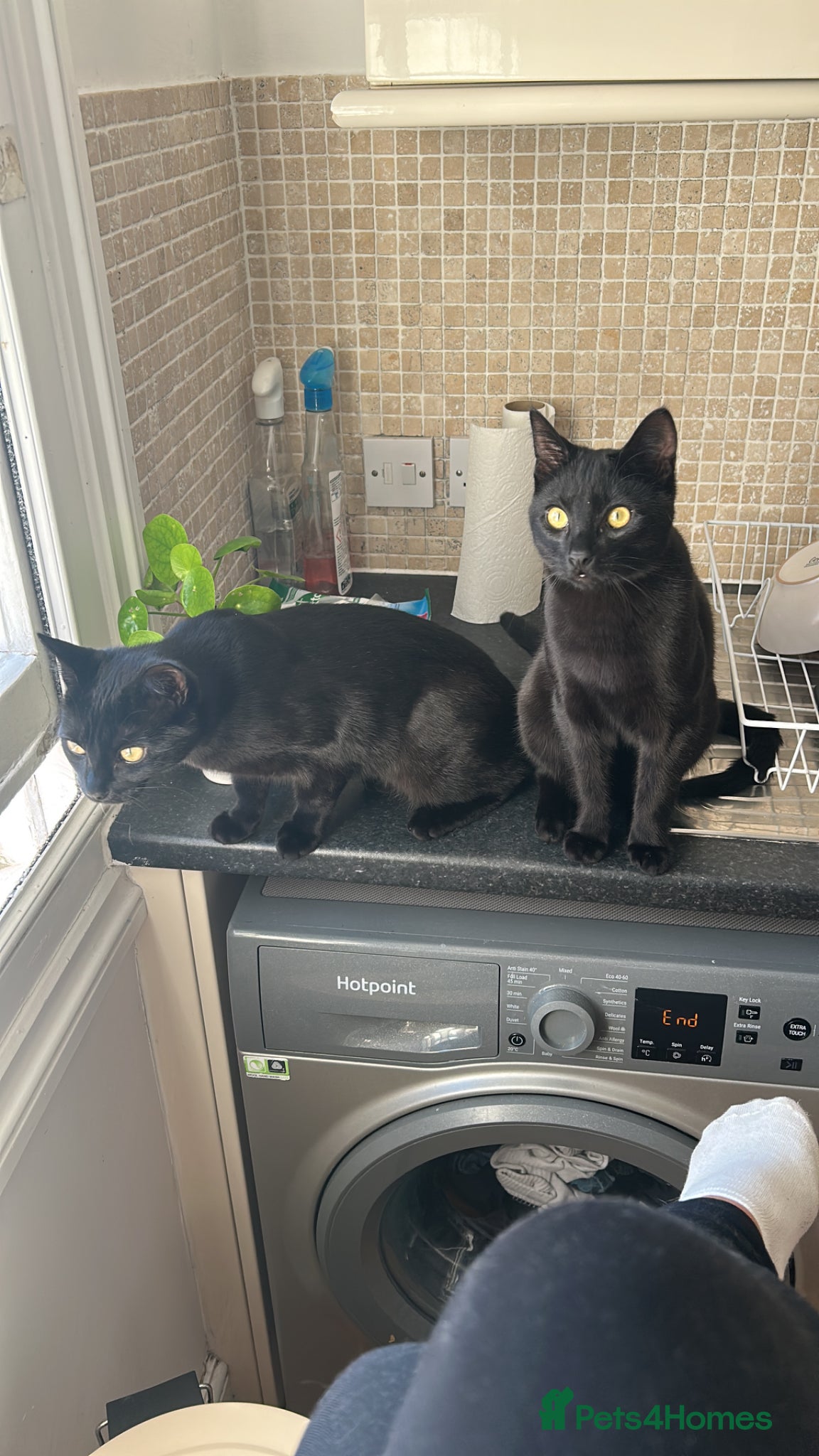 Domestic Shorthair cats Bonded Black Tabby Kittens – to Loving Home - Advert 6