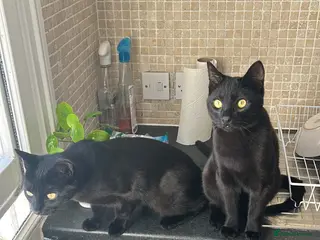 Domestic Shorthair cats Bonded Black Tabby Kittens – to Loving Home - Advert 6