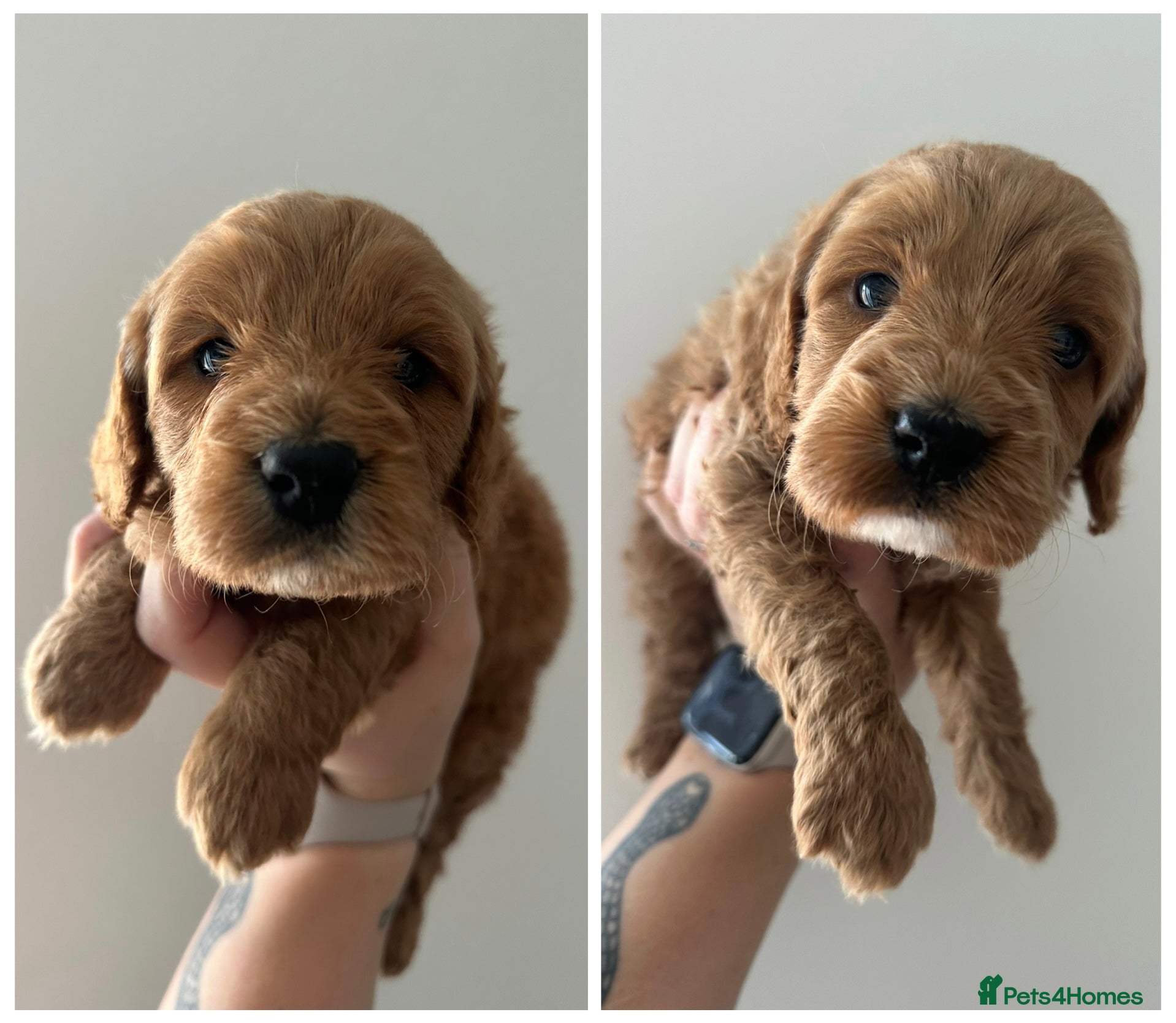 Cockapoo dogs 🌟FINAL 2 F1 COCKAPOO PUPPIES🌟  - Advert 2