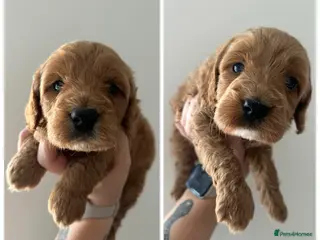 Cockapoo dogs 🌟FINAL 2 F1 COCKAPOO PUPPIES🌟 - Advert 2