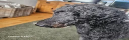 Sproodle dogs for sale: Stunning Sproodles puppys for sale in Maybole - Advert 18