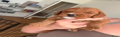 Cockapoo 5