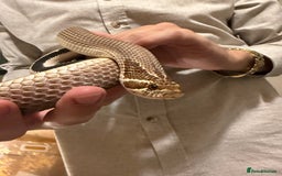 Snake reptiles for sale: Purple Stripe Superconda Western Hognose Snake - Image 2