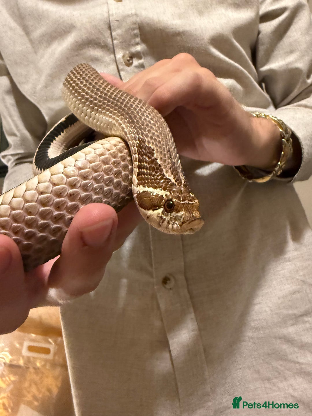 Snake reptiles for sale: Purple Stripe Superconda Western Hognose Snake - Image 2