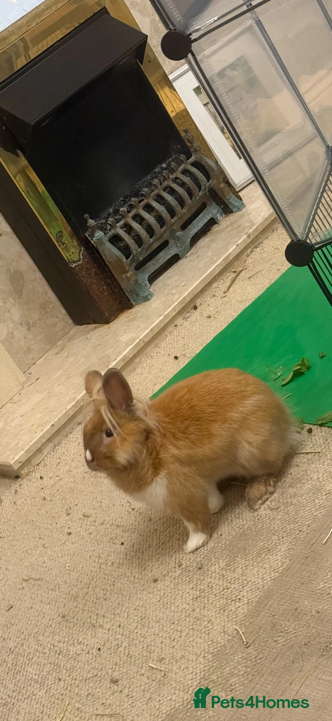 Mixed Breed rabbits for sale: Lovely 4 month old mini lion lop  - Advert 2