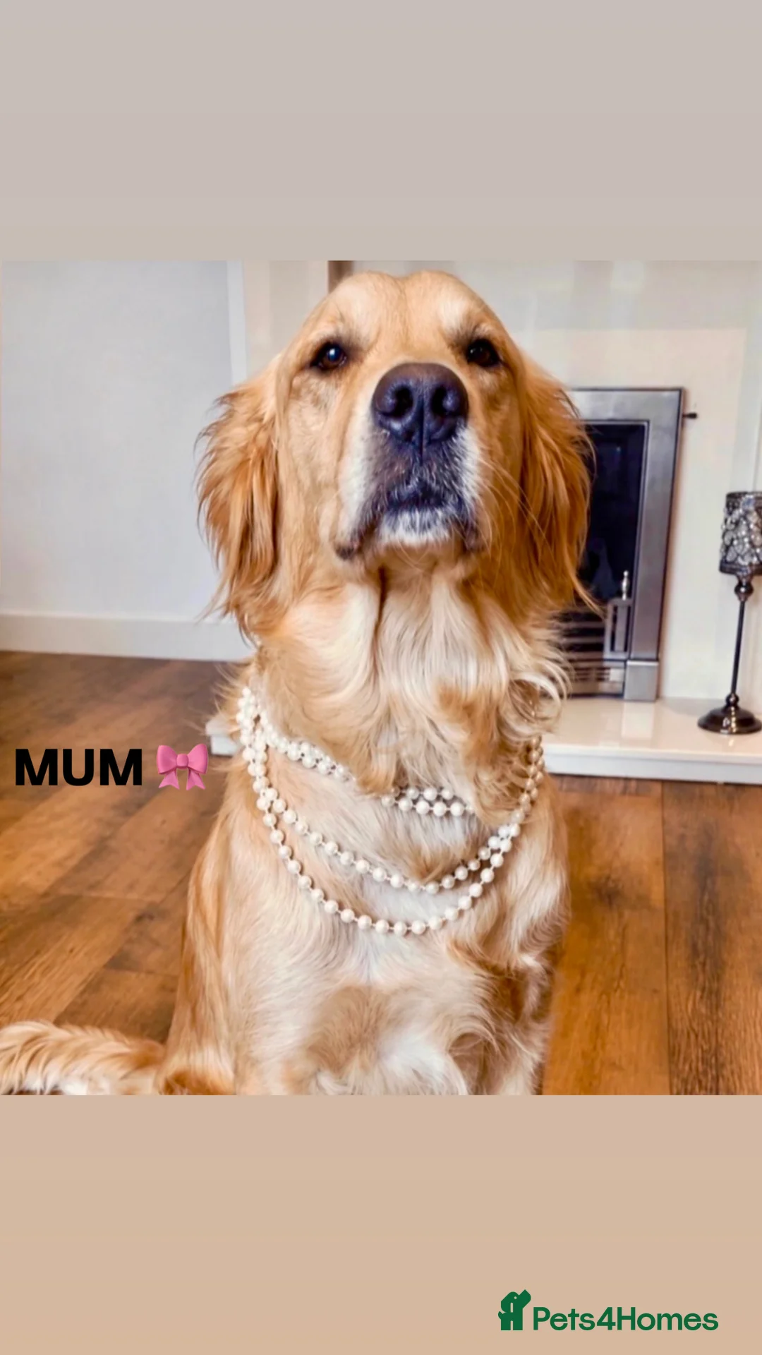 Golden Retriever dogs for sale: KC Registered Golden Retriever Boys ✨ - Advert 1