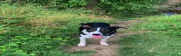 Border Collie dogs for sale: Rex in need of a new family  - Advert 5