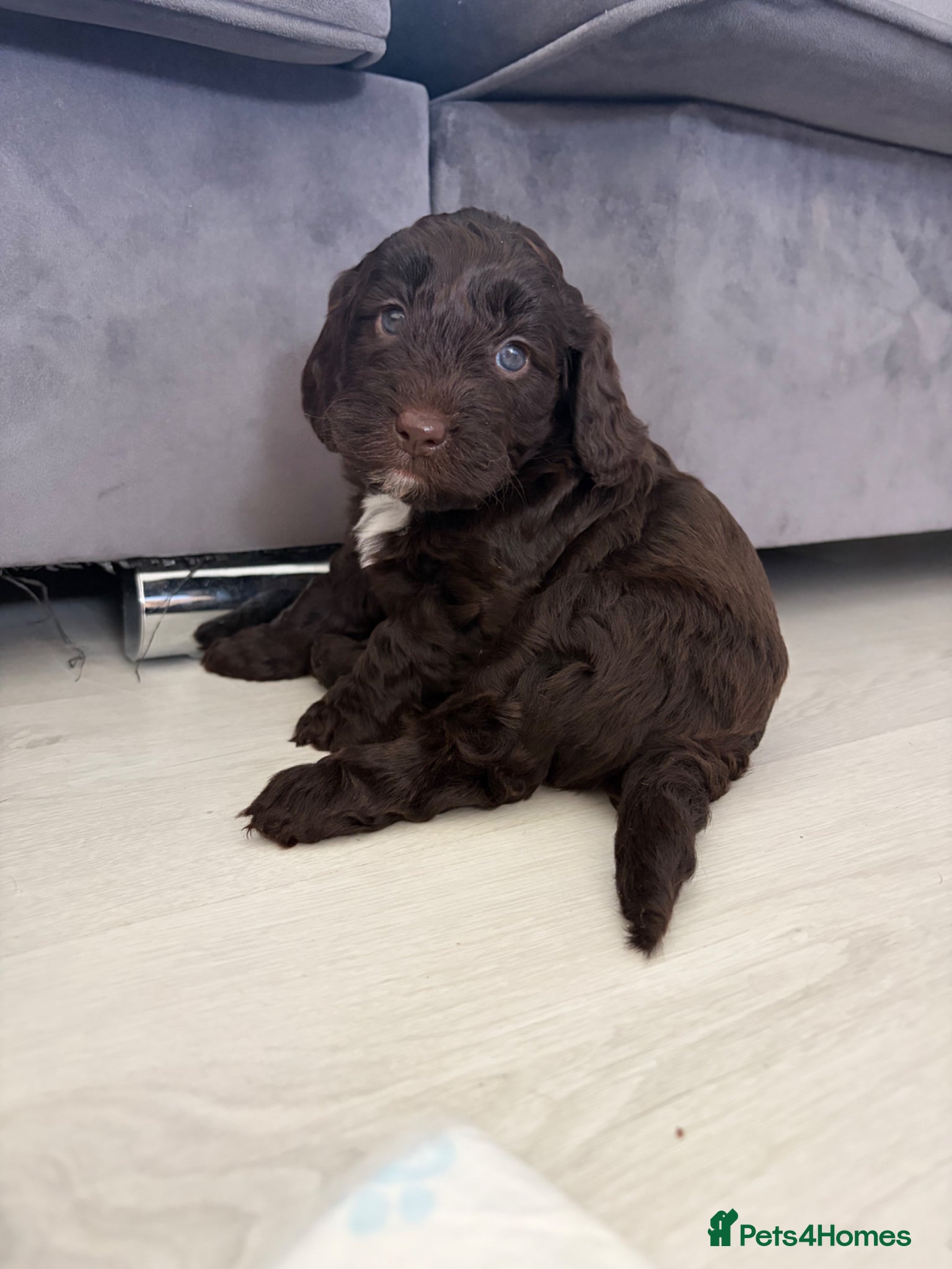 Cockapoo dogs Stunning F1B little girls looking for 5 star homes - Advert 14