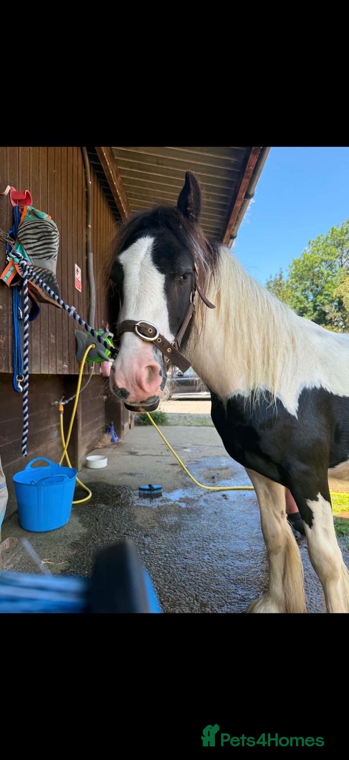 Irish Cob horses 🐴💙 SIMPSON – 20 MONTH OLD COB GELDING 💙🐴 - Advert 9