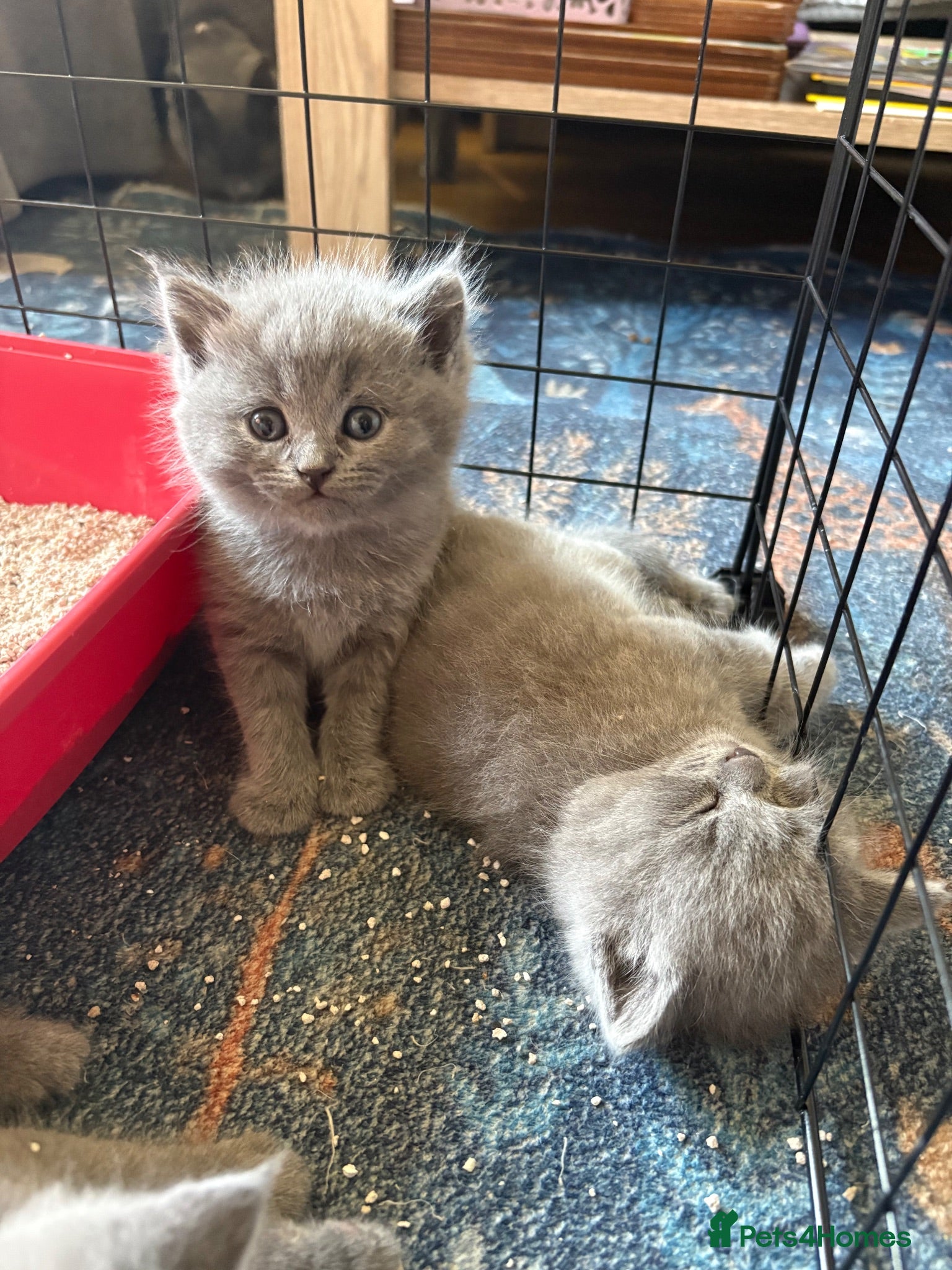 British Shorthair cats Beautiful Blue British Shorthair kittens  - Advert 10